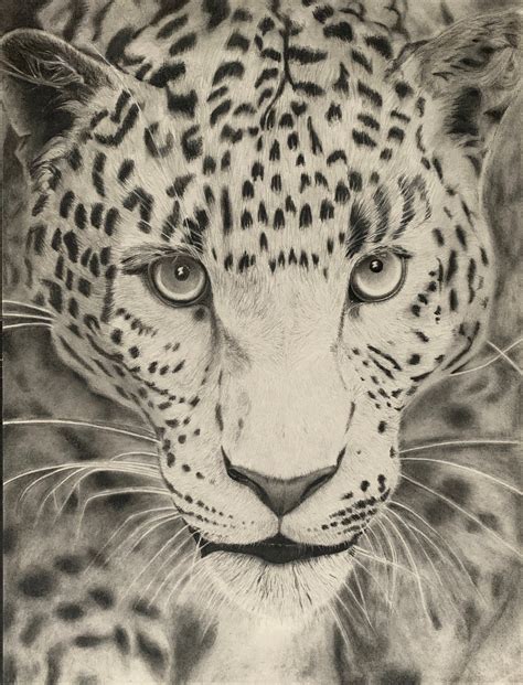 animals pencil drawing images|Animal Pencil Sketches royalty.